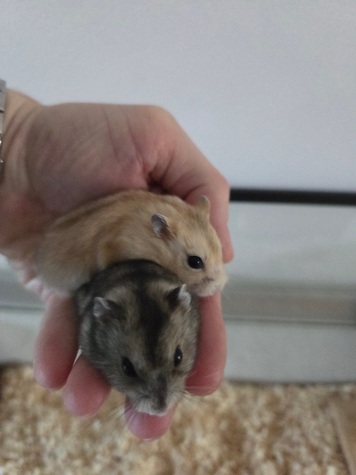 Tamme jonge dwerghamsters (met of zonder kooi naar keuze), Dieren en Toebehoren, Hamster, Meerdere dieren, Tam, Oktober