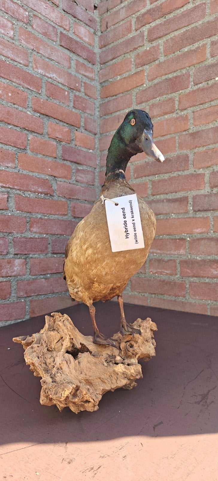 Prachtig gemonteerde eend (Wilde Eend x Krakeend), Ophalen of Verzenden, Gebruikt