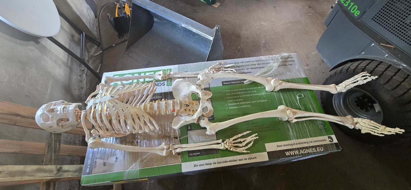 Anatomisch correct skelet 165cm, Ophalen, Beta, Gelezen, Niet van toepassing
