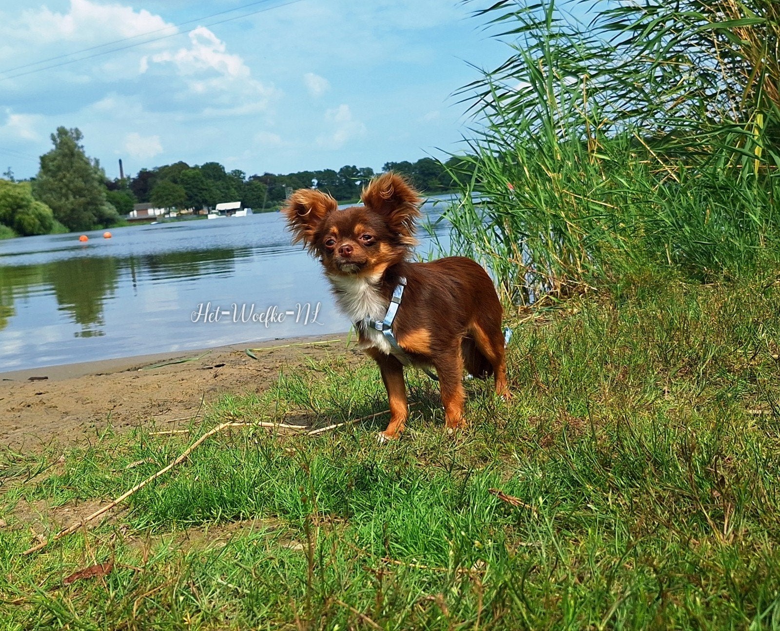 Chihuahua dekreu 🩵 Sjefke, Nederland, Reu, 1 tot 2 jaar, Parvo