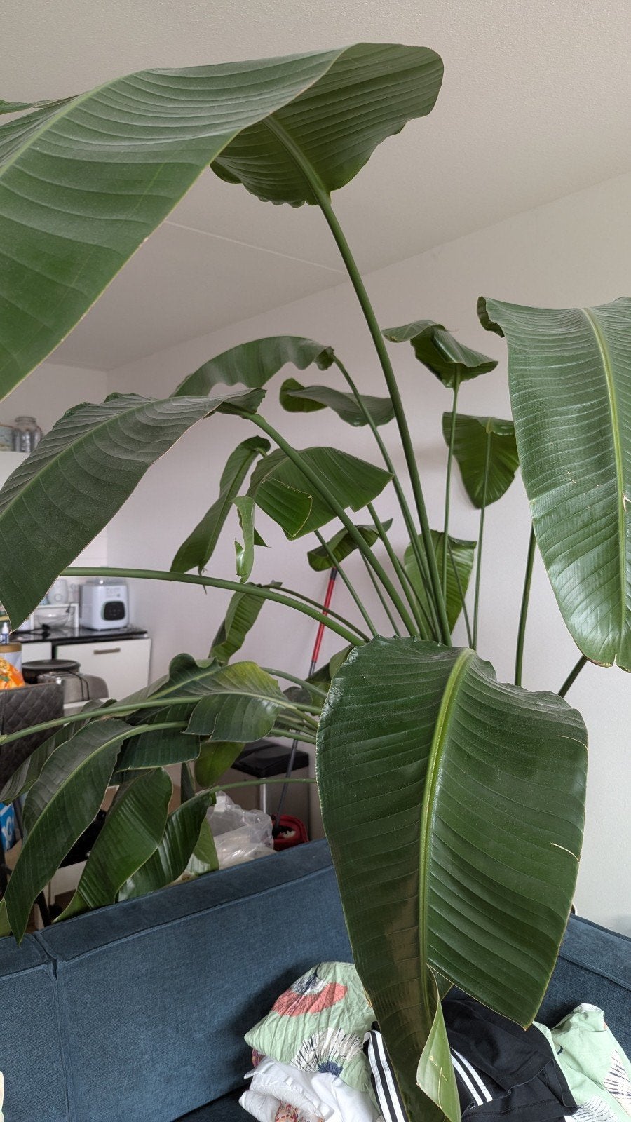 Selling indoor plants, Ophalen, Overige soorten, Volle zon