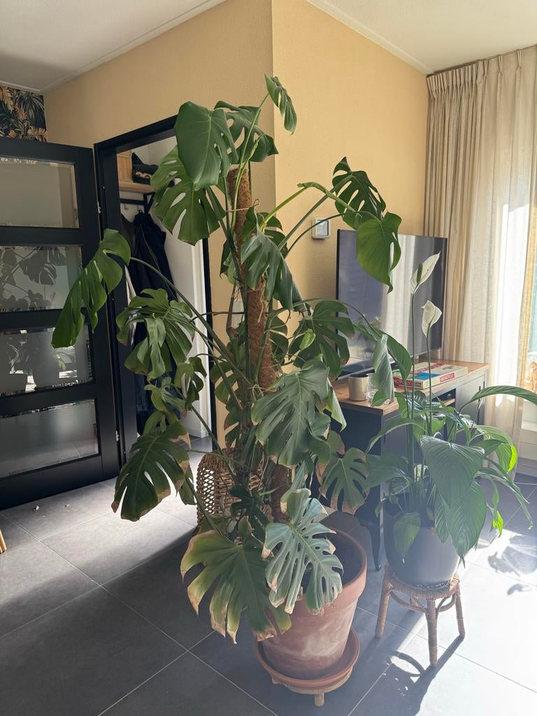 GRATIS Grote Monstera Deliciosa - Klaar voor een nieuw huis!, Huis en Inrichting, Kamerplanten, Ophalen, Halfschaduw, In pot, 150 tot 200 cm