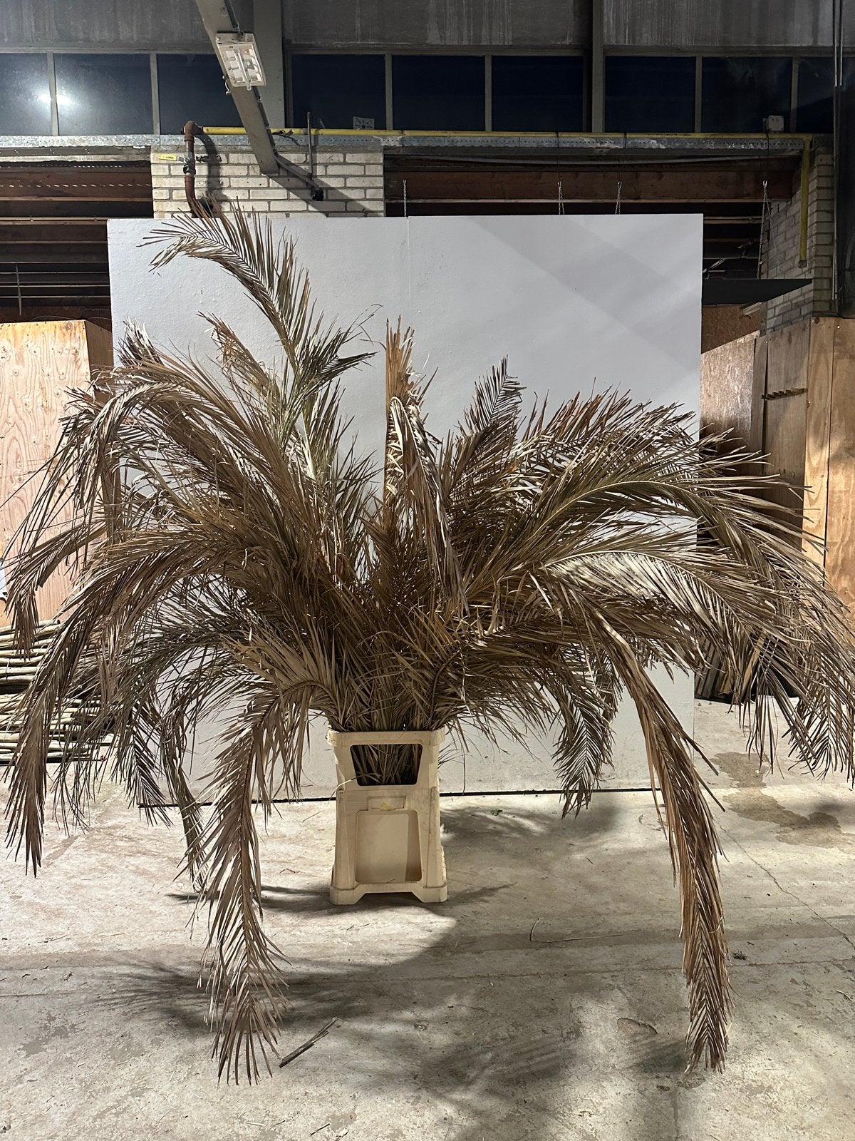Gedroogde palmbladeren - Natuurlijke decoratie, Binnen, Gebruikt, Ophalen of Verzenden, Onderhoudsvrij