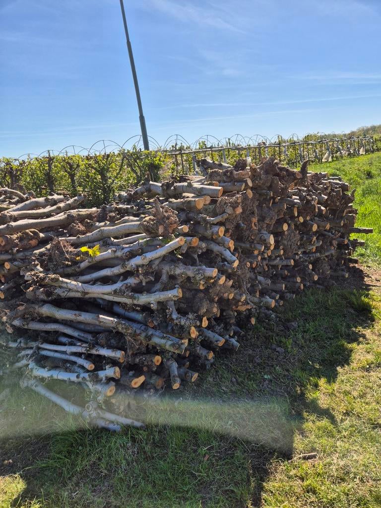 Appel openhaard hout, Tuin en Terras, Haardhout, 6 m³ of meer, Ophalen of Verzenden, Overige houtsoorten, Stammen