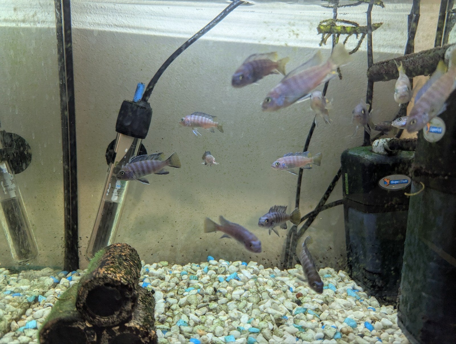 Energetic Malawi Cichlids – Place Your Bid / Open to Trades, Vis