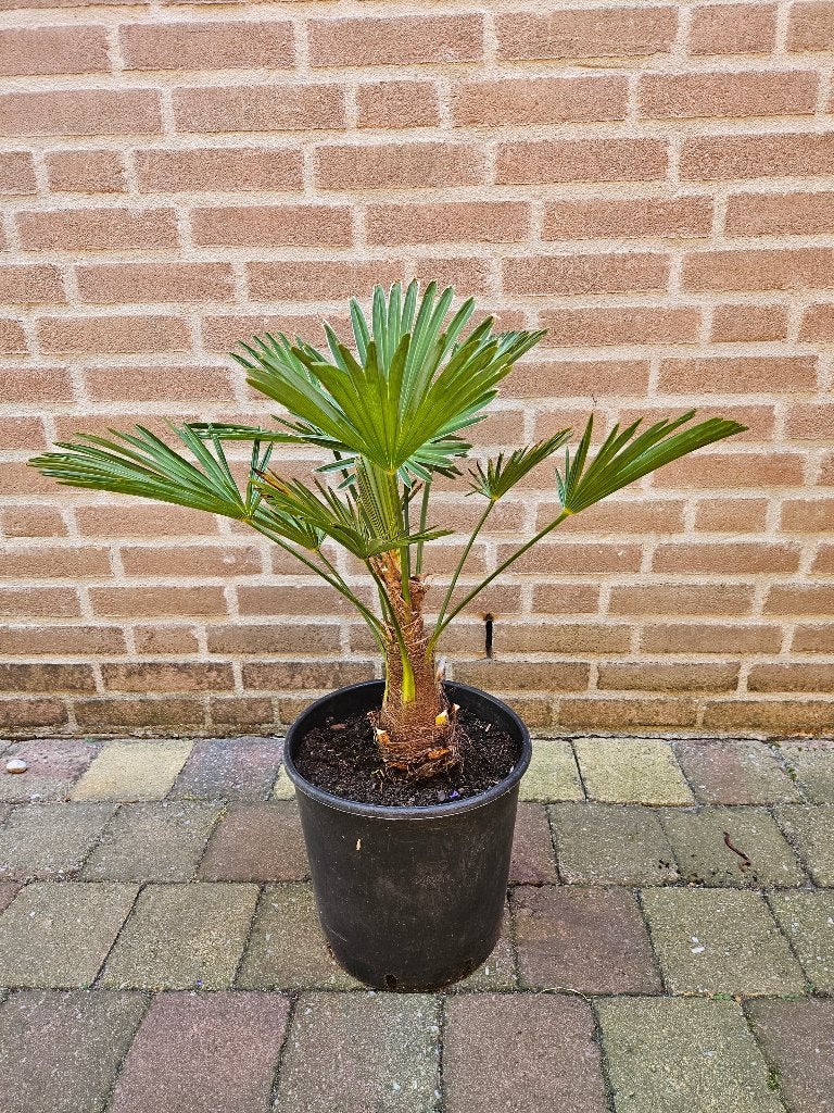 Trachycarpus  Wagnerianus   -   Chinese  Waaierpalm, Ophalen, Overige soorten, Volle zon