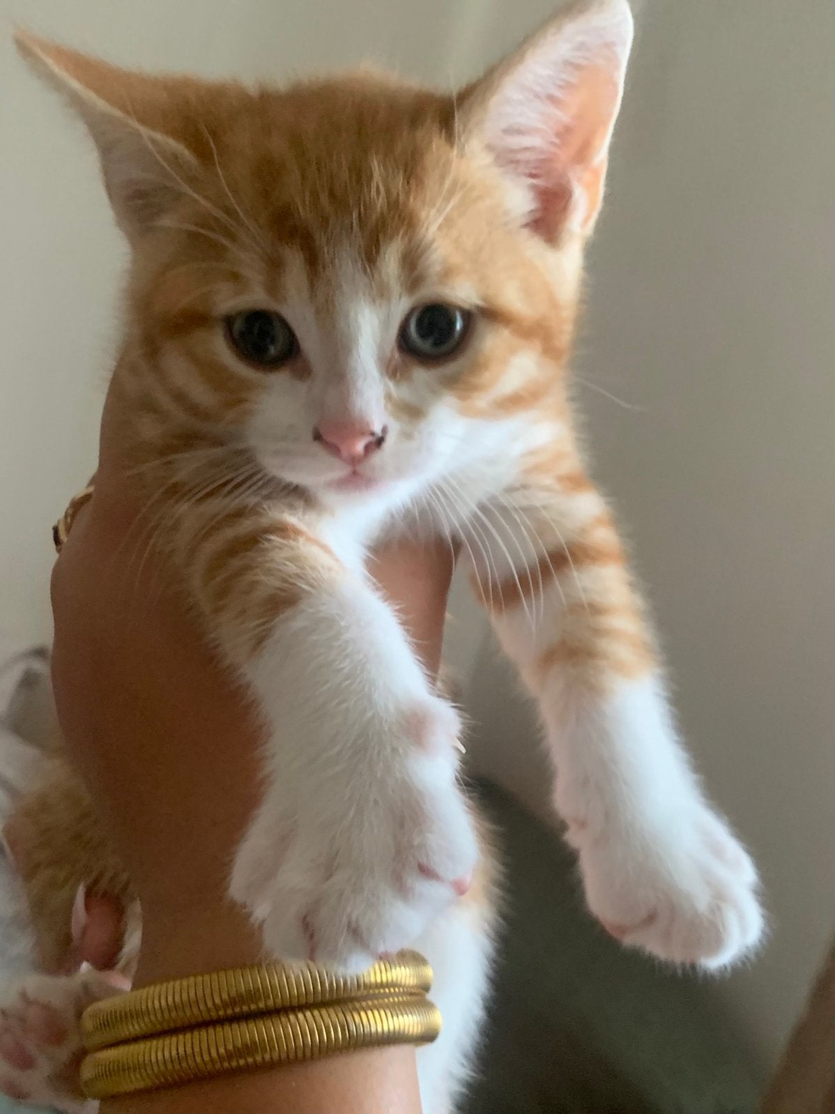 Kittens 8 weken, Dieren en Toebehoren, Meerdere dieren, 0 tot 2 jaar