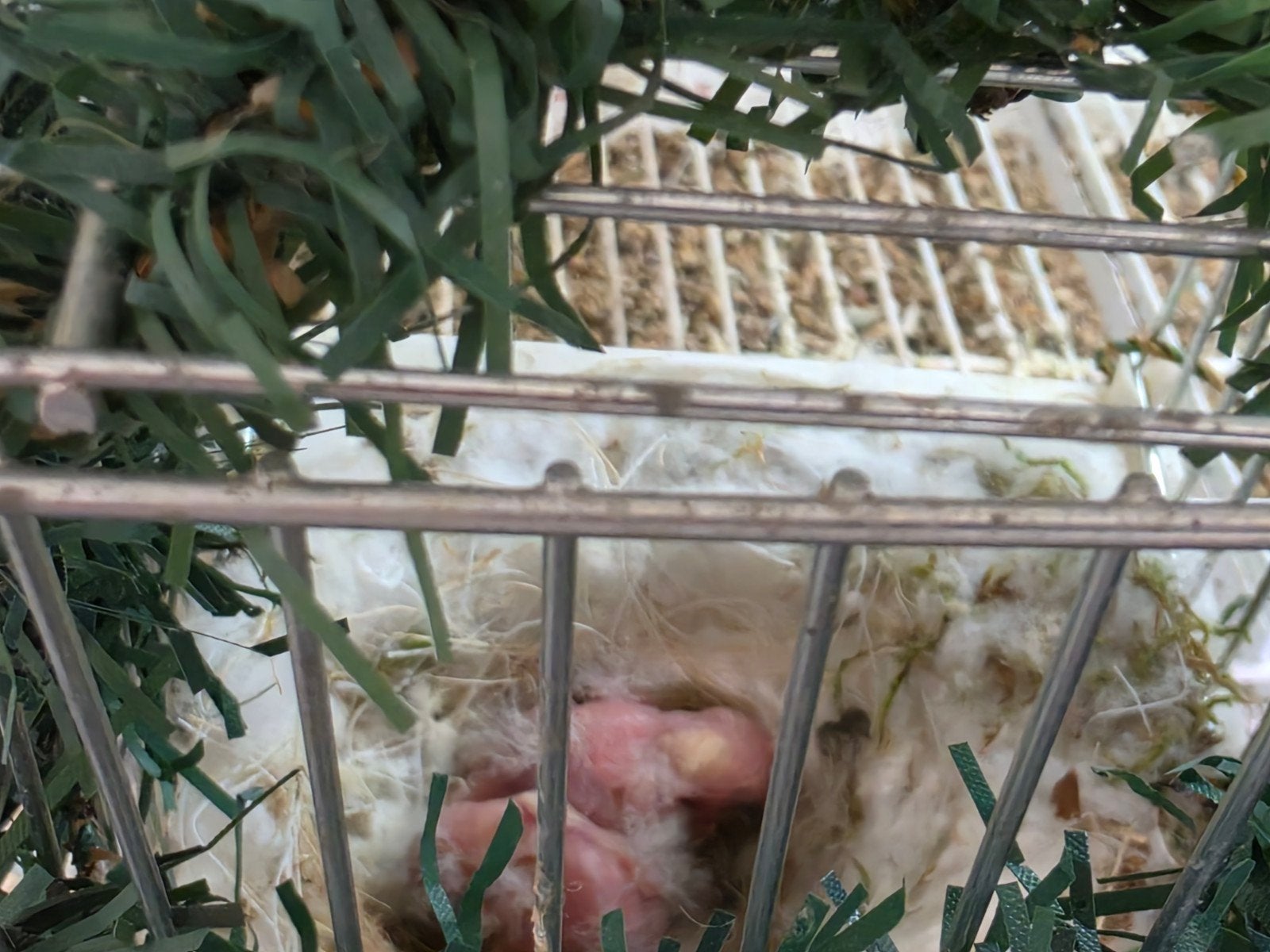 Te koop 1 koppel majoor putters, Dieren en Toebehoren, Vogels | Overige Vogels, Meerdere dieren, Wildzangvogel
