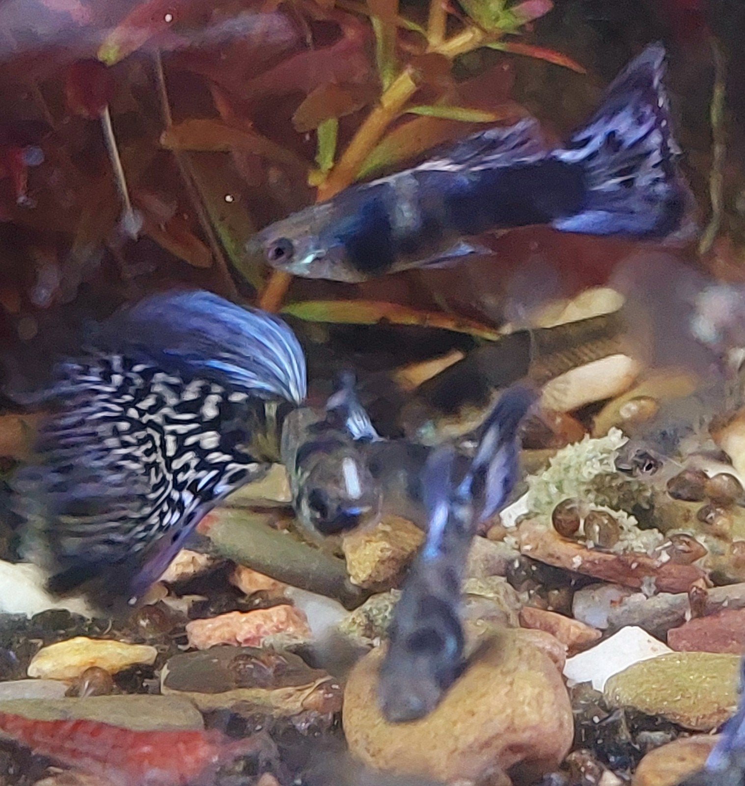 Blue Tiger guppen.