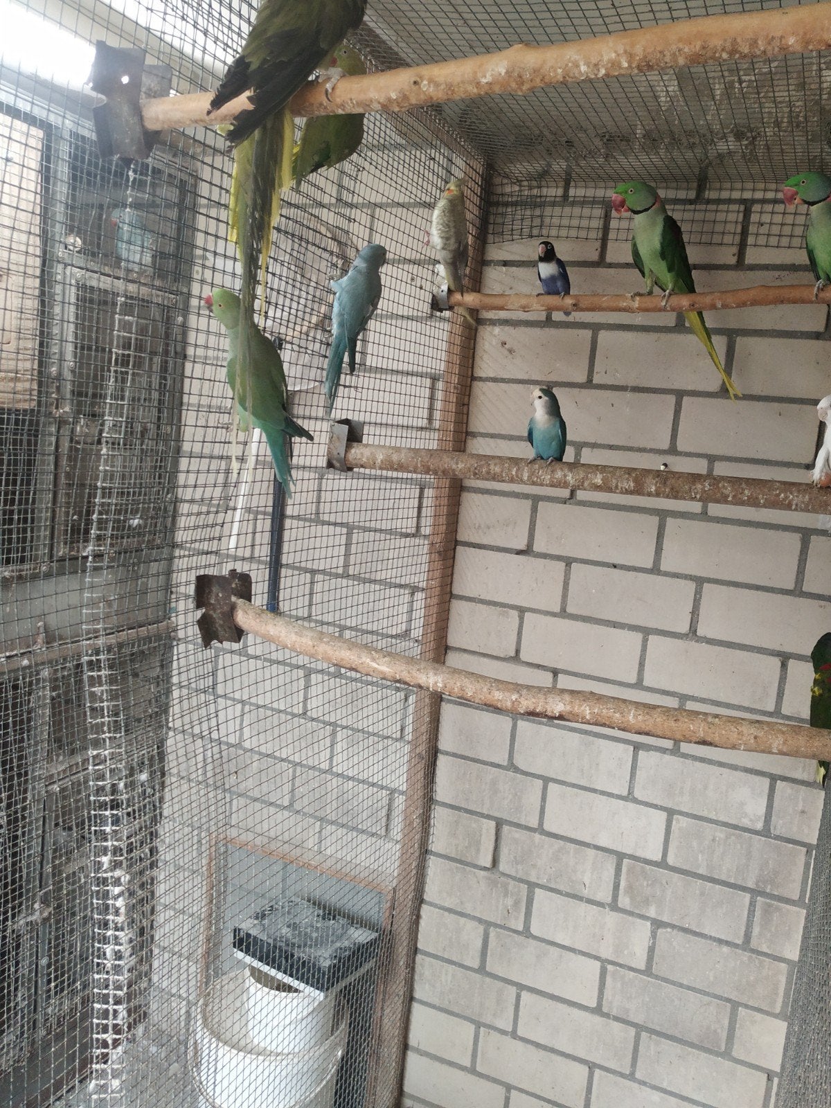 halsband parkieten, Dieren en Toebehoren, Vogels | Parkieten en Papegaaien, Meerdere dieren, Parkiet