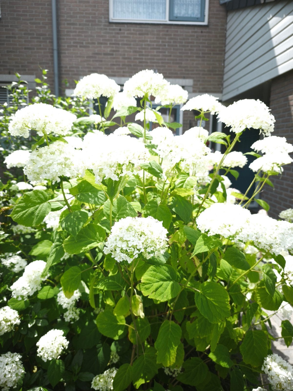 Strong annabel hortensia, Tuin en Terras, Planten | Struiken en Hagen, Hortensia, Minder dan 100 cm, Ophalen