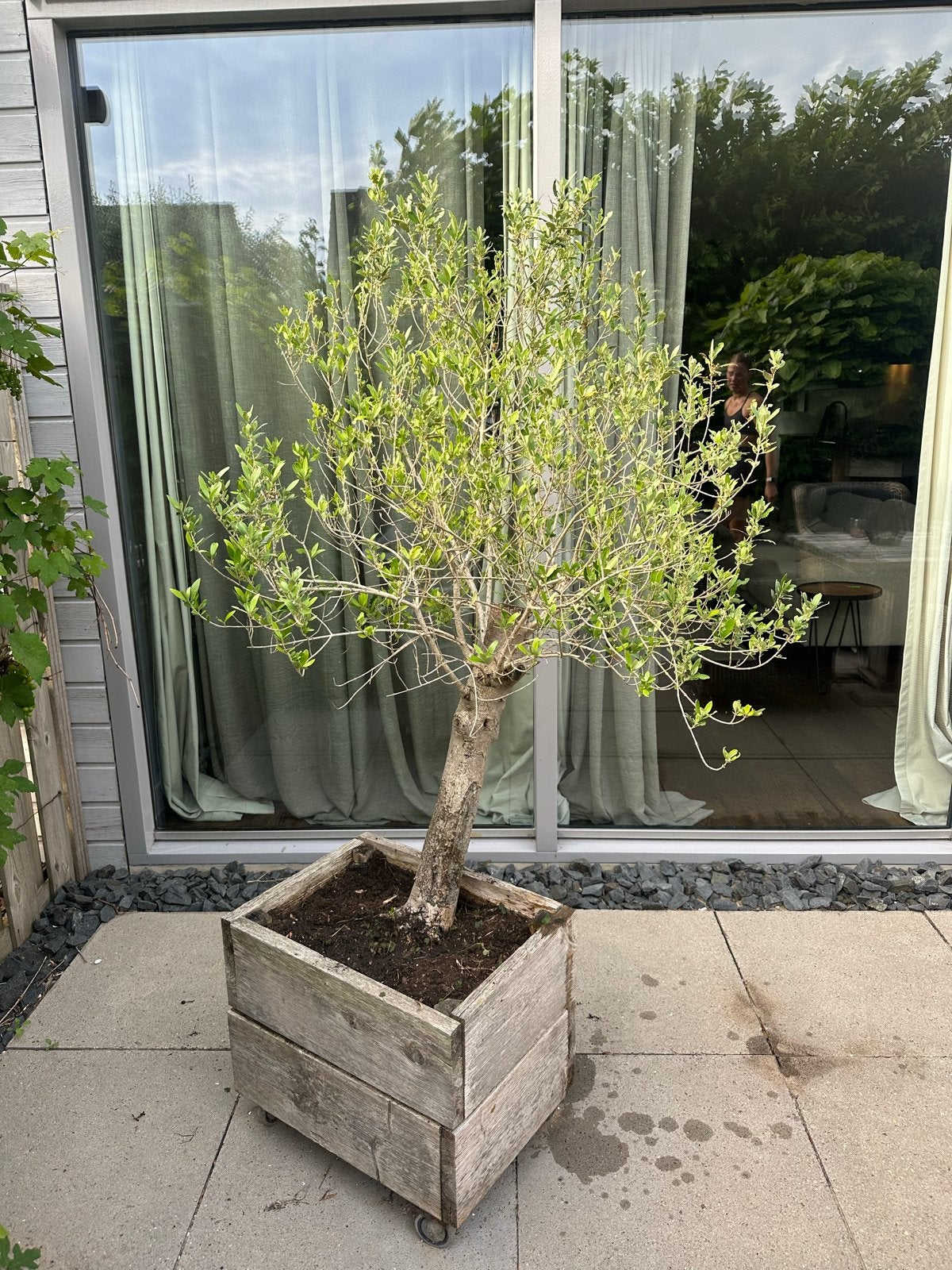 Mediterrane Olijfboom met Karaktervolle Stam en Bak, Lente, 100 tot 250 cm, Olijfboom, Ophalen