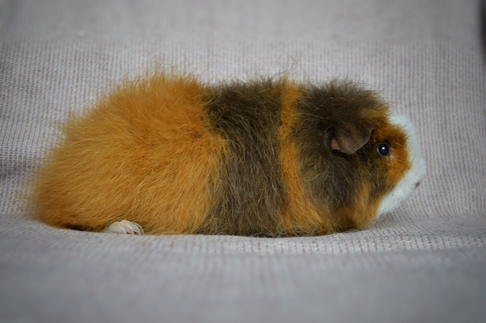 Ch teddy beer choco goud wit, Cavia, Mannelijk, Mei, Tam