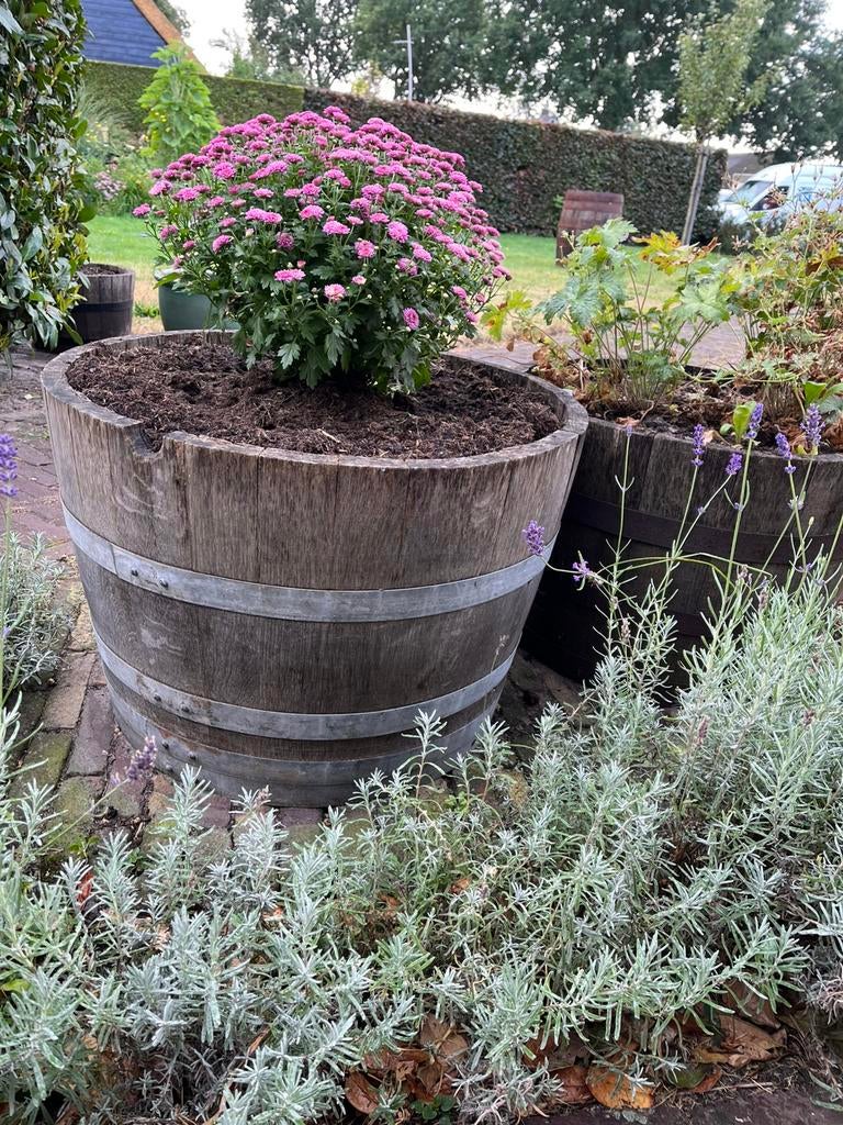Bloembak eikenhout half whisky/wijnvat palmboom  vijgenboom, Tuin en Terras, Gerard Krale, Rond, Nieuw, Ophalen of Verzenden