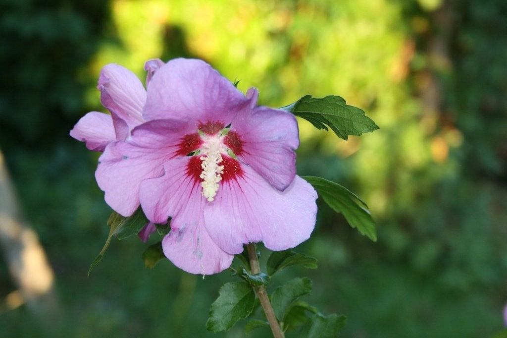 hibiscus, Vaste plant, Halfschaduw, Zomer, Ophalen
