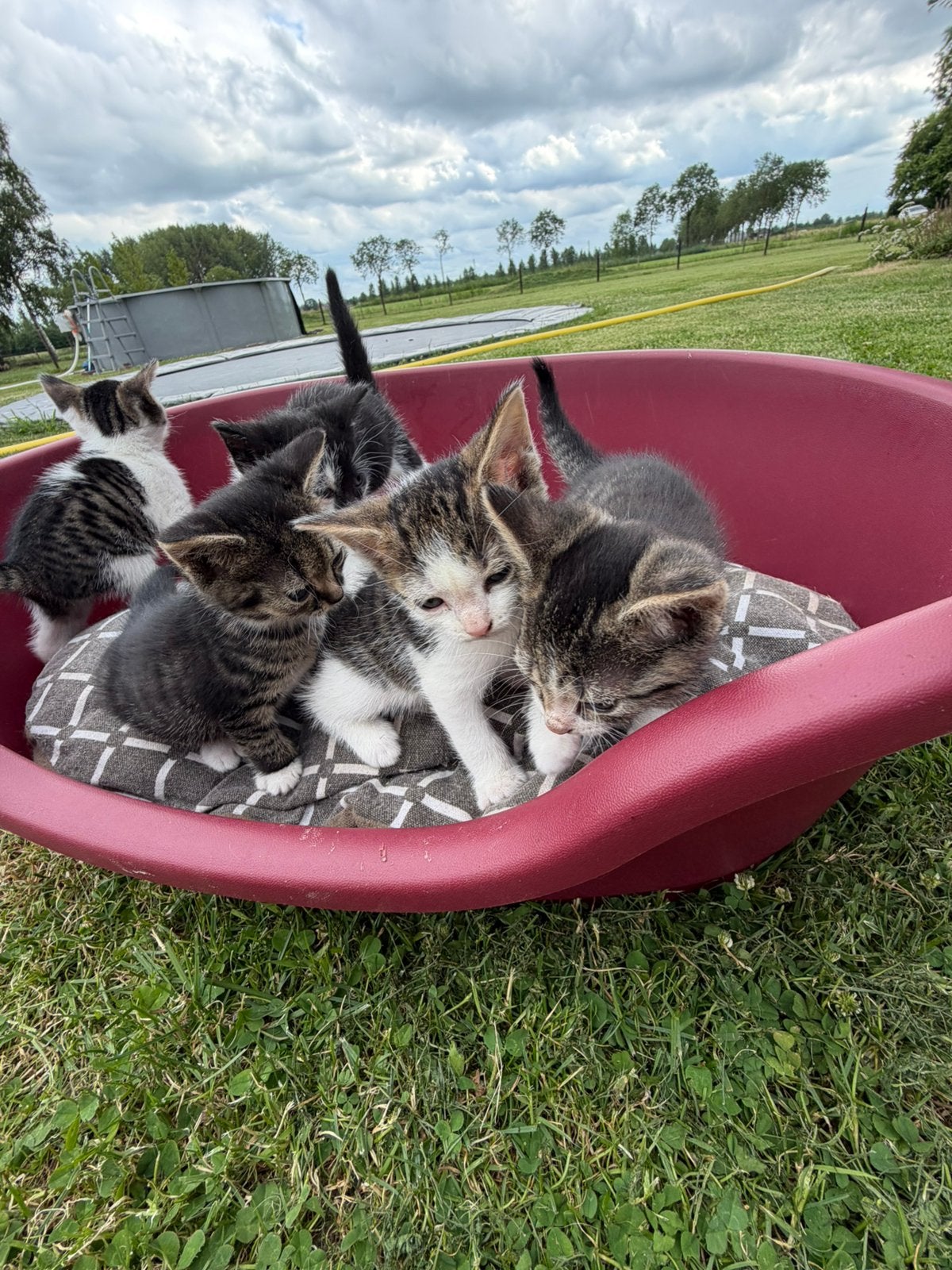 Boerderij kittens, Dieren en Toebehoren, Meerdere dieren, 0 tot 2 jaar