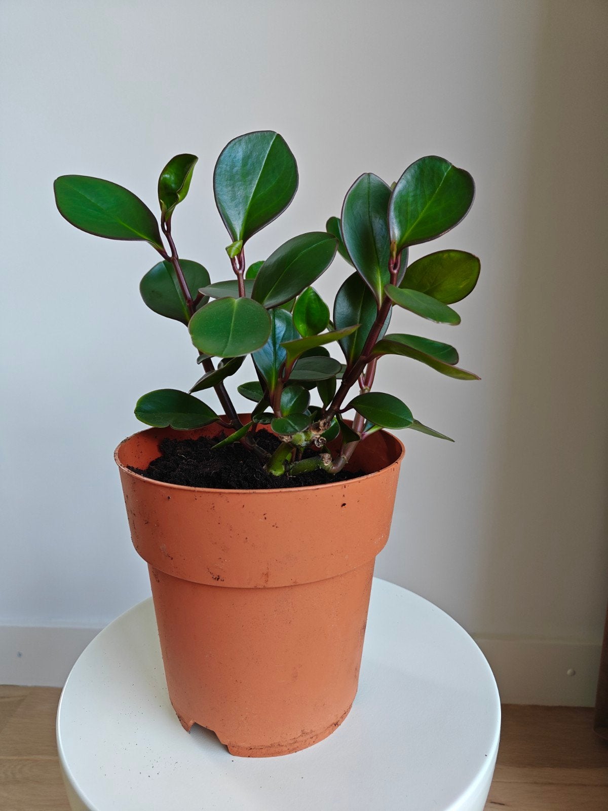 Kamerplant. Peperomia., Groene kamerplant, Ophalen, Volle zon, Minder dan 100 cm
