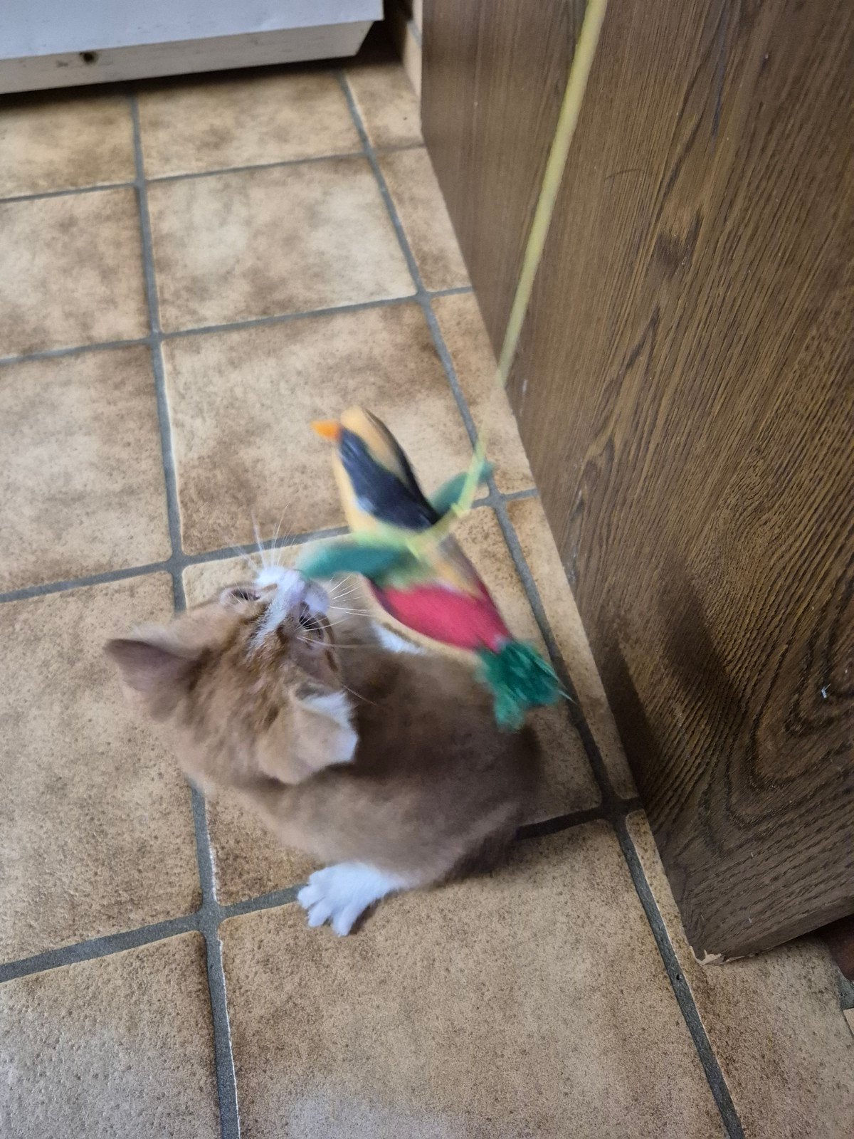 1 lieve tamme kitten katertje, Dieren en Toebehoren, Meerdere dieren, Kortharig, 0 tot 2 jaar