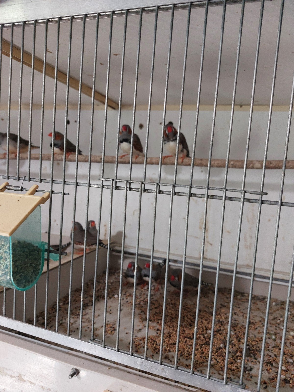 11 Zebravinken, Meerdere dieren