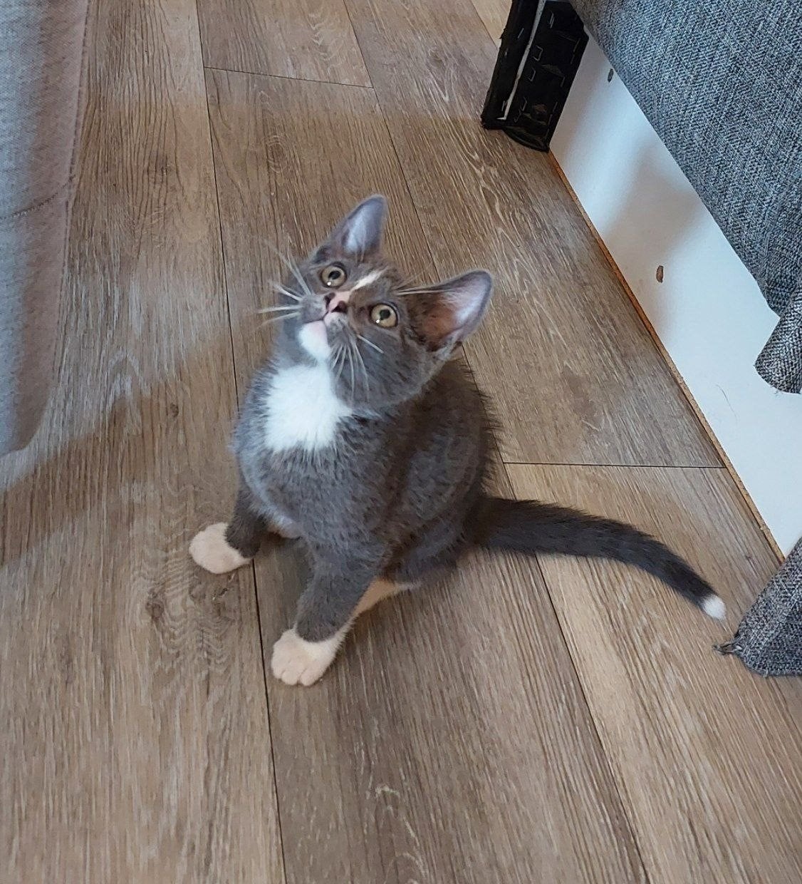 Lieve grijze kater, Kater, Kortharig, 0 tot 2 jaar