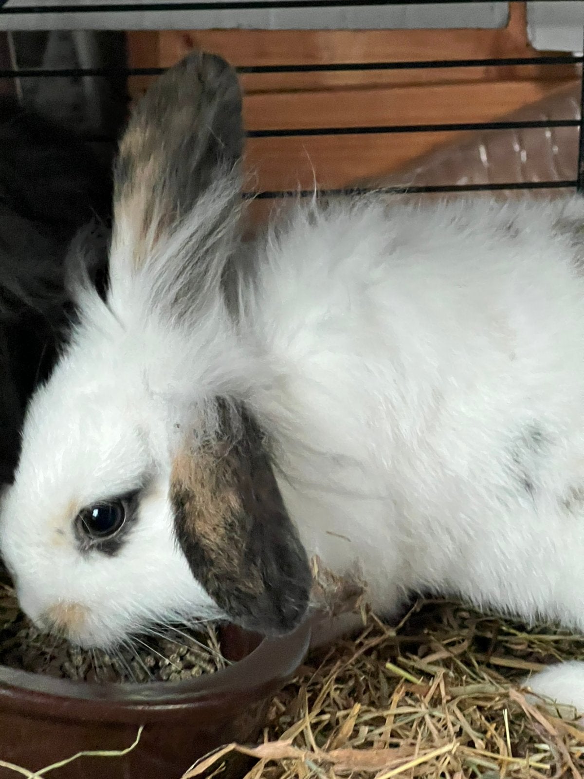 Supermak jong rammetje, Dieren en Toebehoren, Konijnen, Mannelijk, Dwerg
