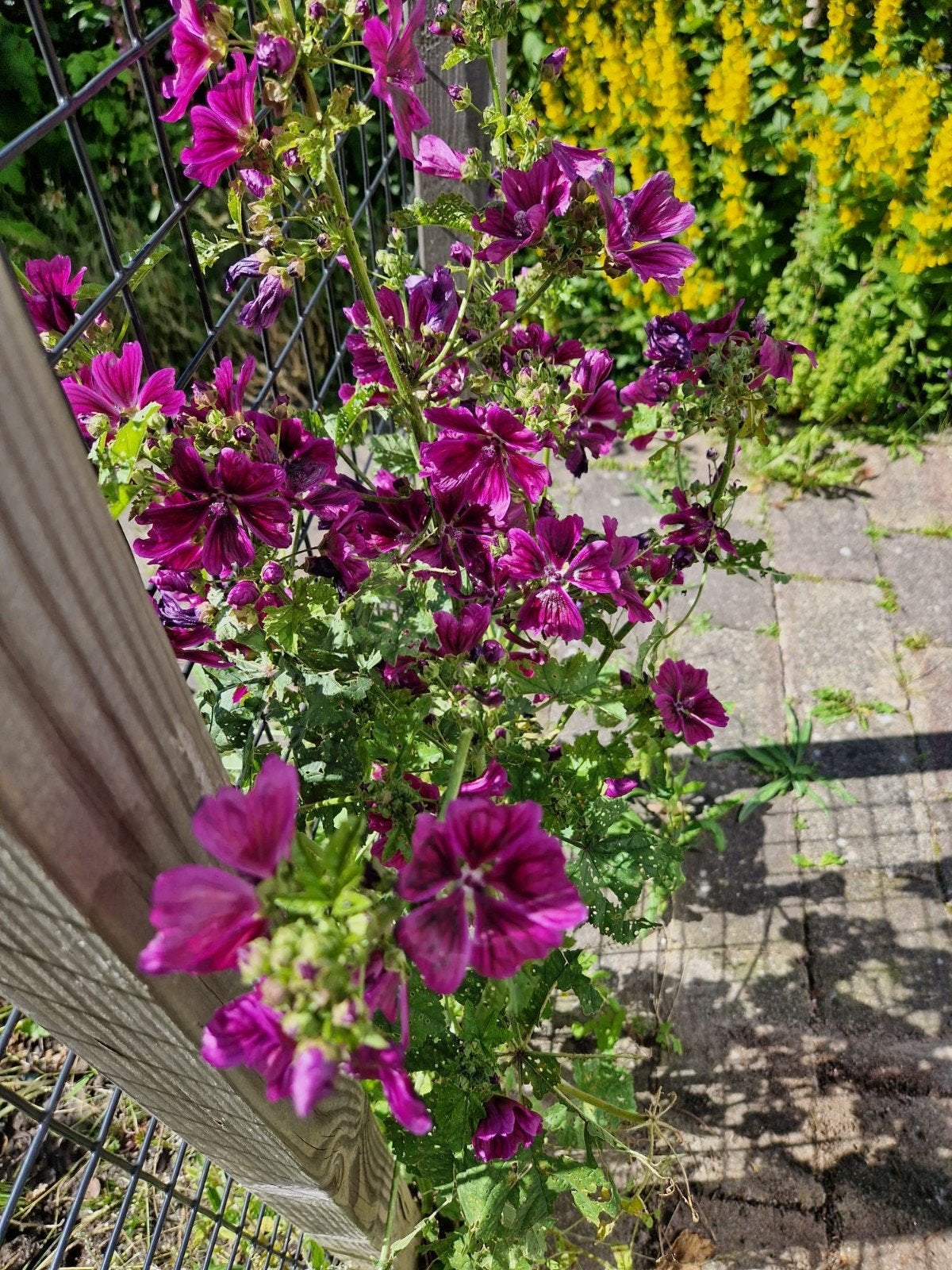 Grootbloemig Kaasjeskruid Zaden - 20 Stuks, Ophalen of Verzenden, Gehele jaar, Volle zon, Zaad