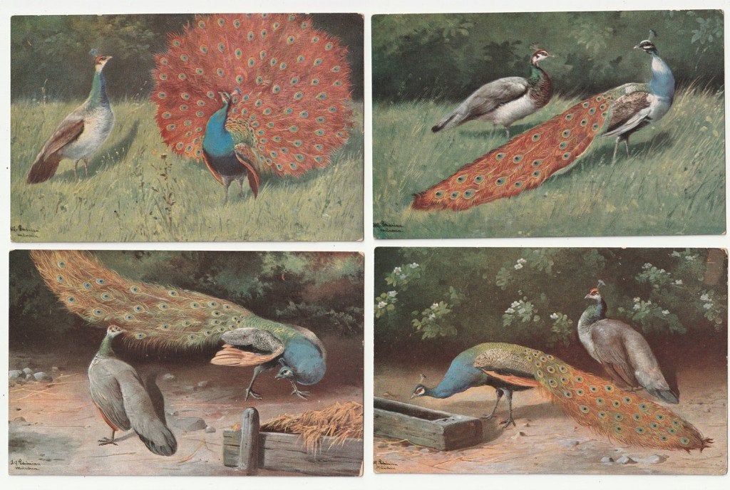 5 ansichtkaarten pauw / pauwen Alfred Schönian, Verzenden, Voor 1920, Vogel