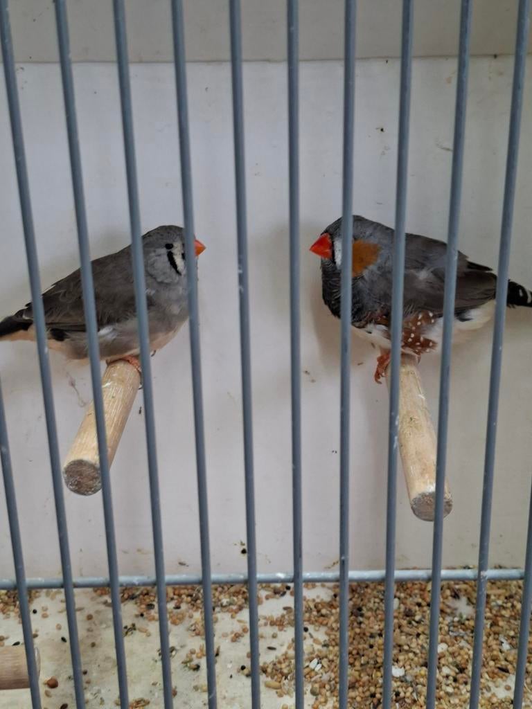 Koppel  grijze zebravinken, Meerdere dieren