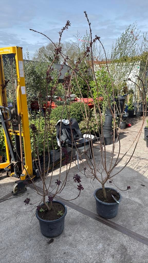Pruiken boom struik mooi vertakt 19,95, Ophalen, Overige soorten, Struik, 100 tot 250 cm