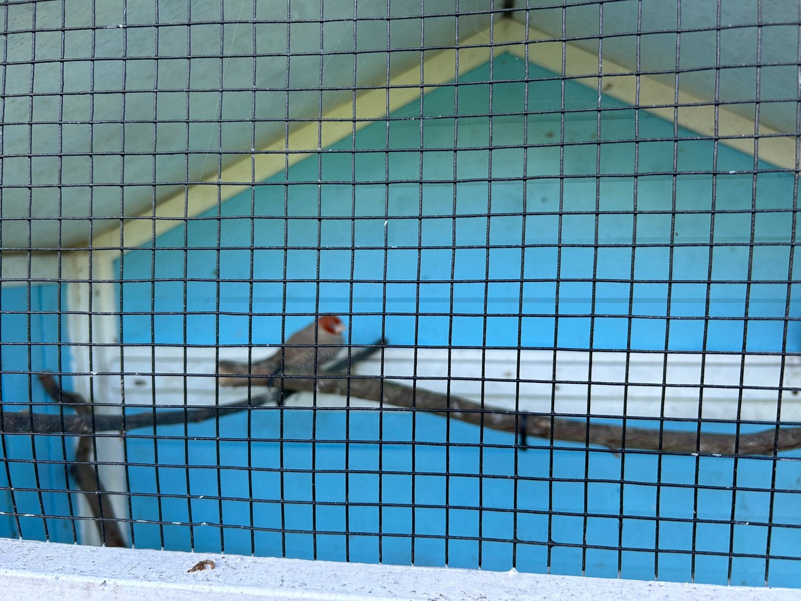 Roodkop amedine, Mannelijk, Tropenvogel, Geringd