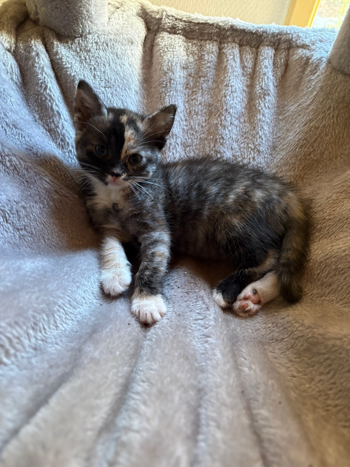 Kittens, Meerdere dieren, Langharig, 0 tot 2 jaar