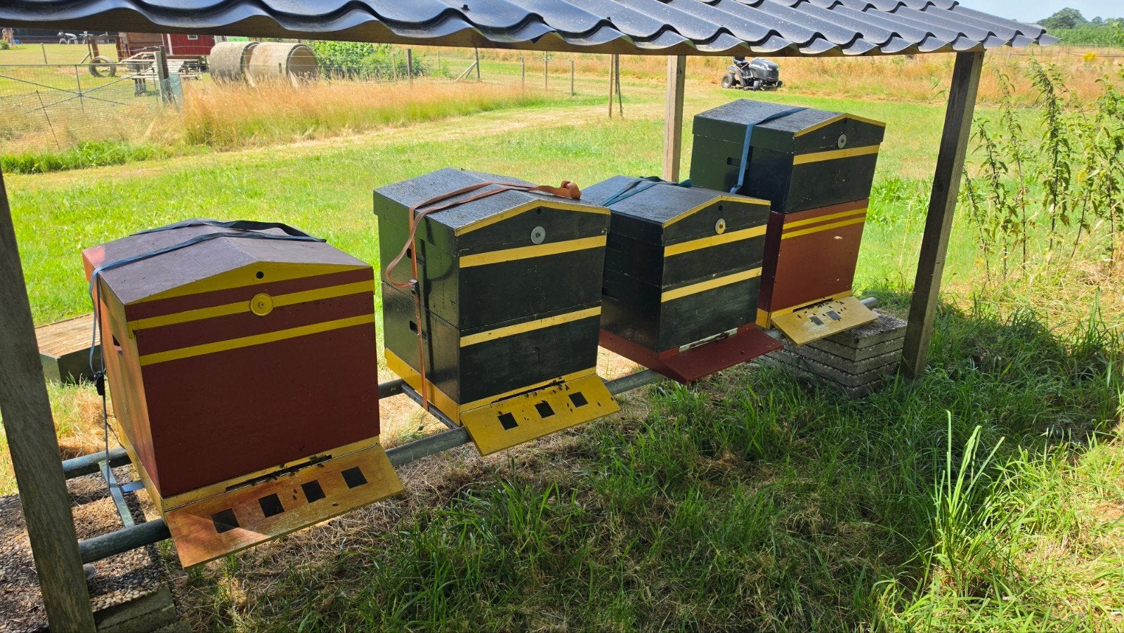 Complete imkerhobby met 5 volken, Bijen