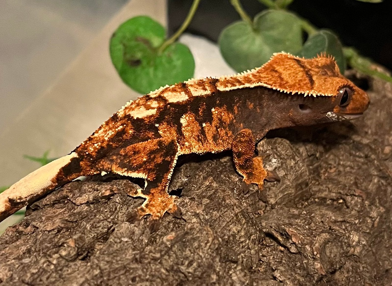 0.1 bijzonder mooie wimpergekko, ciliatus, Hagedis, 0 tot 2 jaar