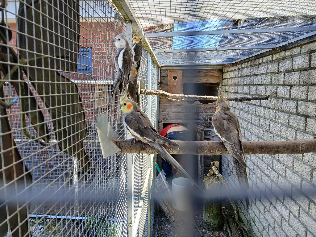 Valkparkiet., Dieren en Toebehoren, Vogels | Parkieten en Papegaaien, Meerdere dieren, Parkiet, Geringd