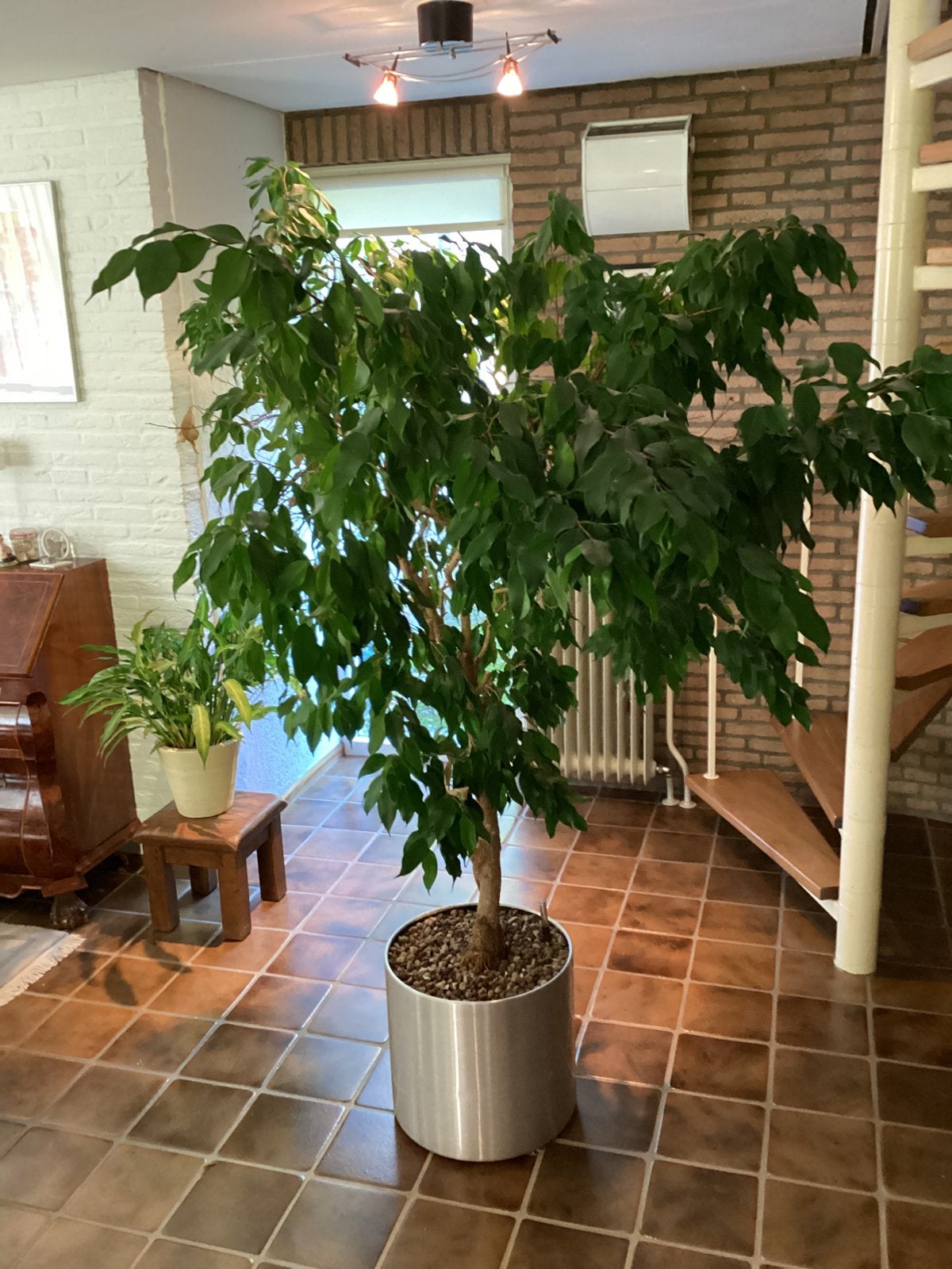 Kamerplant Ficus benjamina hydrocultuur, Ophalen, Ficus, Halfschaduw, In pot