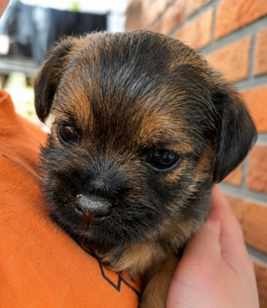 Prachtig nestje border terriers, Dieren en Toebehoren, Overige rassen, 8 tot 15 weken, Parvo, Meerdere