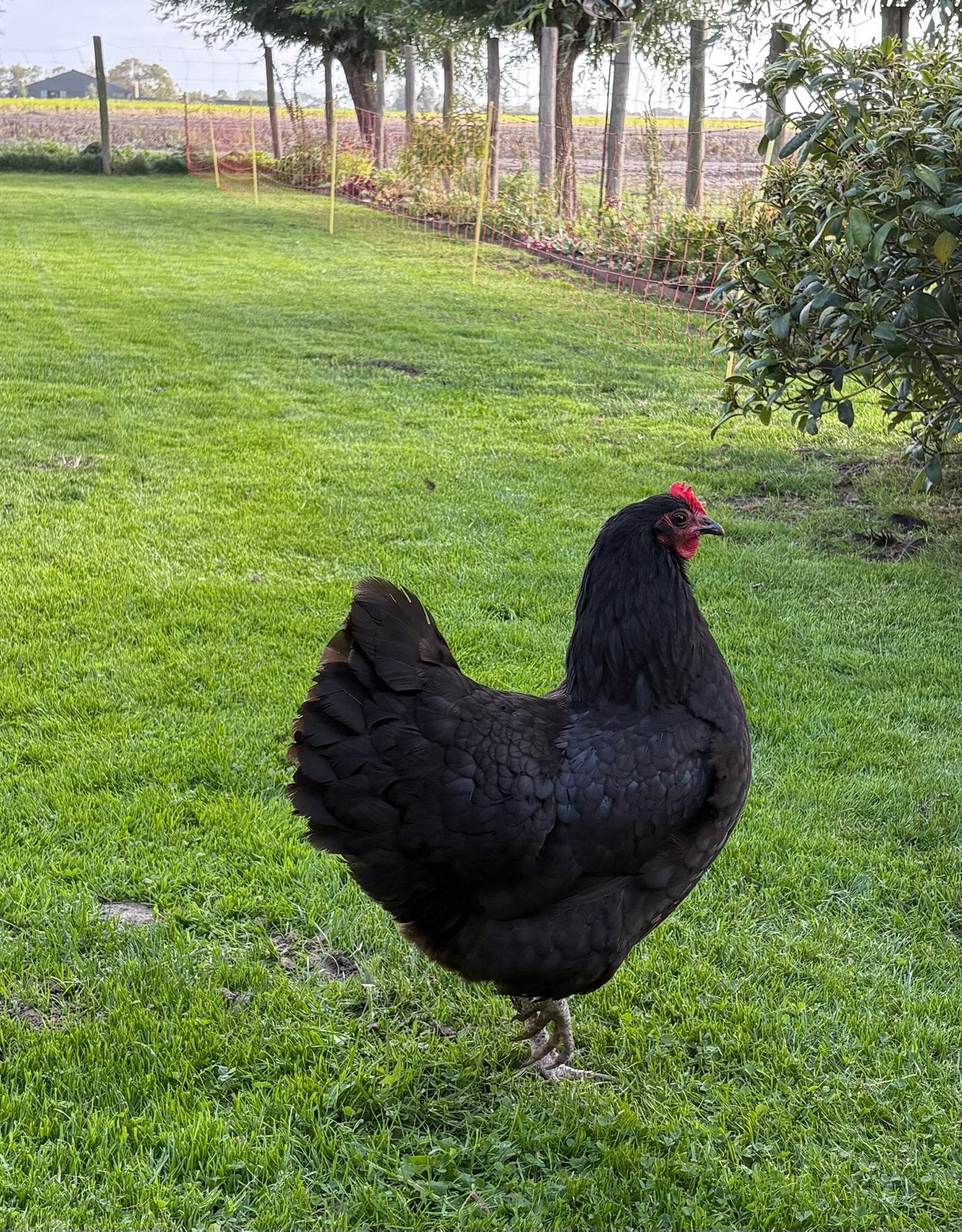 Gezocht 1 grote zwarte australorp hen uit 2025., Dieren en Toebehoren, Vrouwelijk, Kip