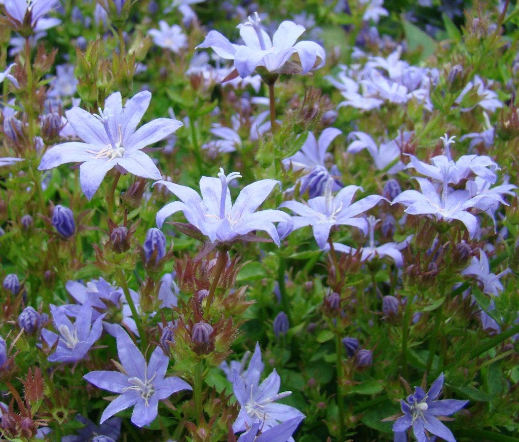 Vaste plant : Campanula Addenda 2 euro, Volle zon, Vaste plant, Zomer, Ophalen