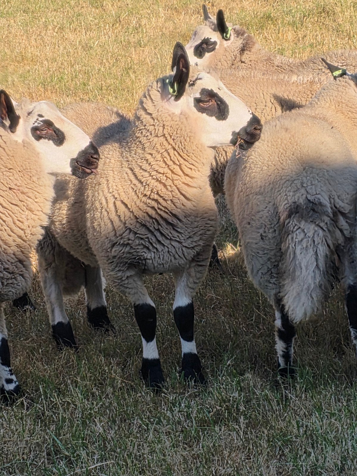 prachtige stamboek kerryhill ooien en rammen zwoegervrij arr, Meerdere dieren, Schaap, 0 tot 2 jaar