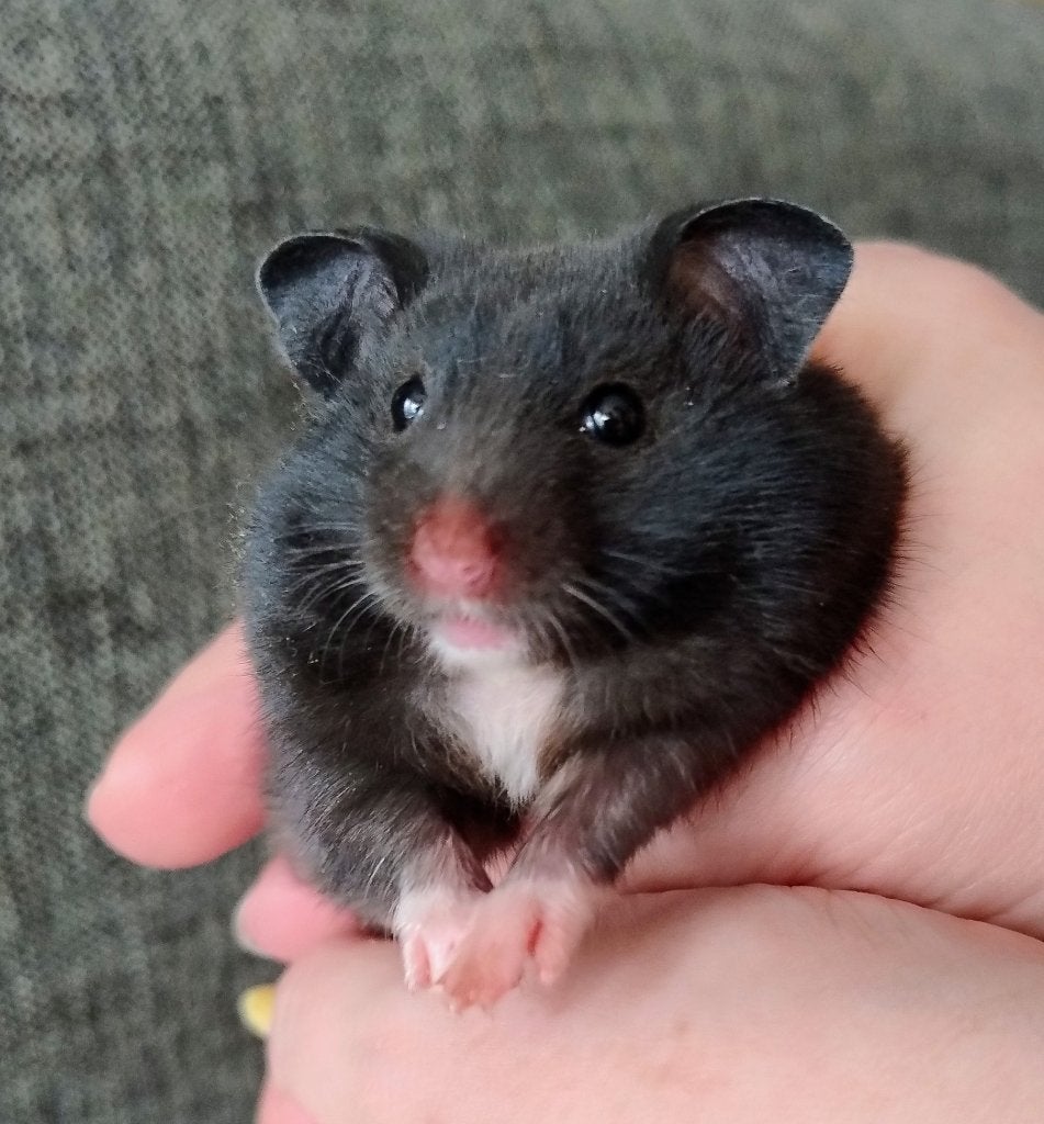 Nestje Syrische (goud)hamster, Dieren en Toebehoren, Hamster, Augustus, Meerdere dieren, Tam