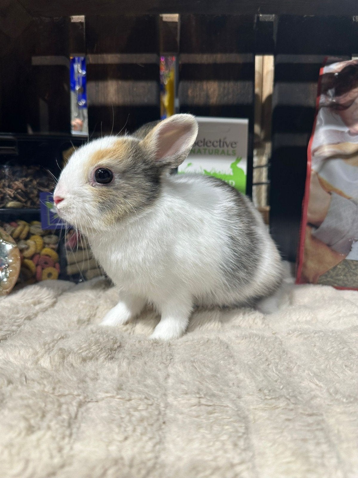 Konijntjes super lief en super tam., Meerdere dieren, Dwerg