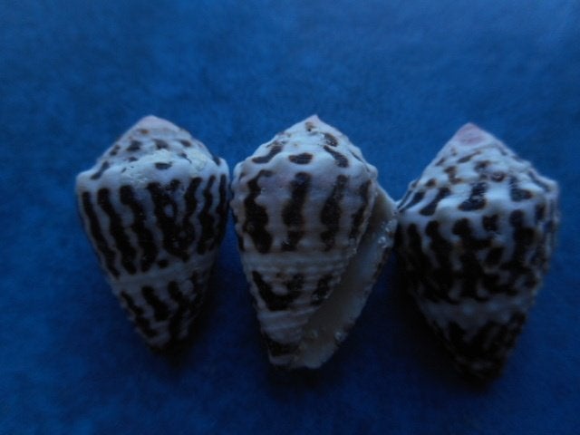 Schelpen: Conus chaldeus Röding f++g 23-25mm, Verzamelen, Ophalen of Verzenden, Schelp(en)