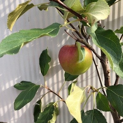 Onbespoten fruitbomen en fruitstruiken uit onze kwekerij, Ophalen of Verzenden, 100 tot 250 cm, In pot, Overige soorten
