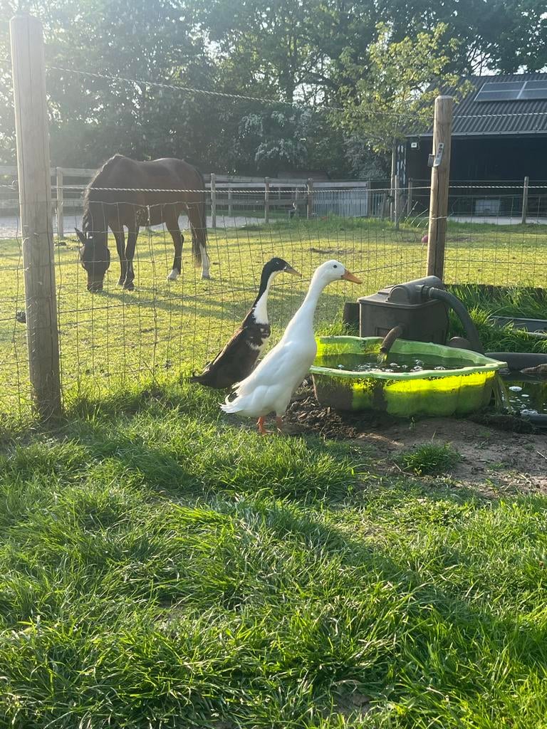 Indische Loopeenden (woerden), Dieren en Toebehoren, Pluimvee, Mannelijk, Eend