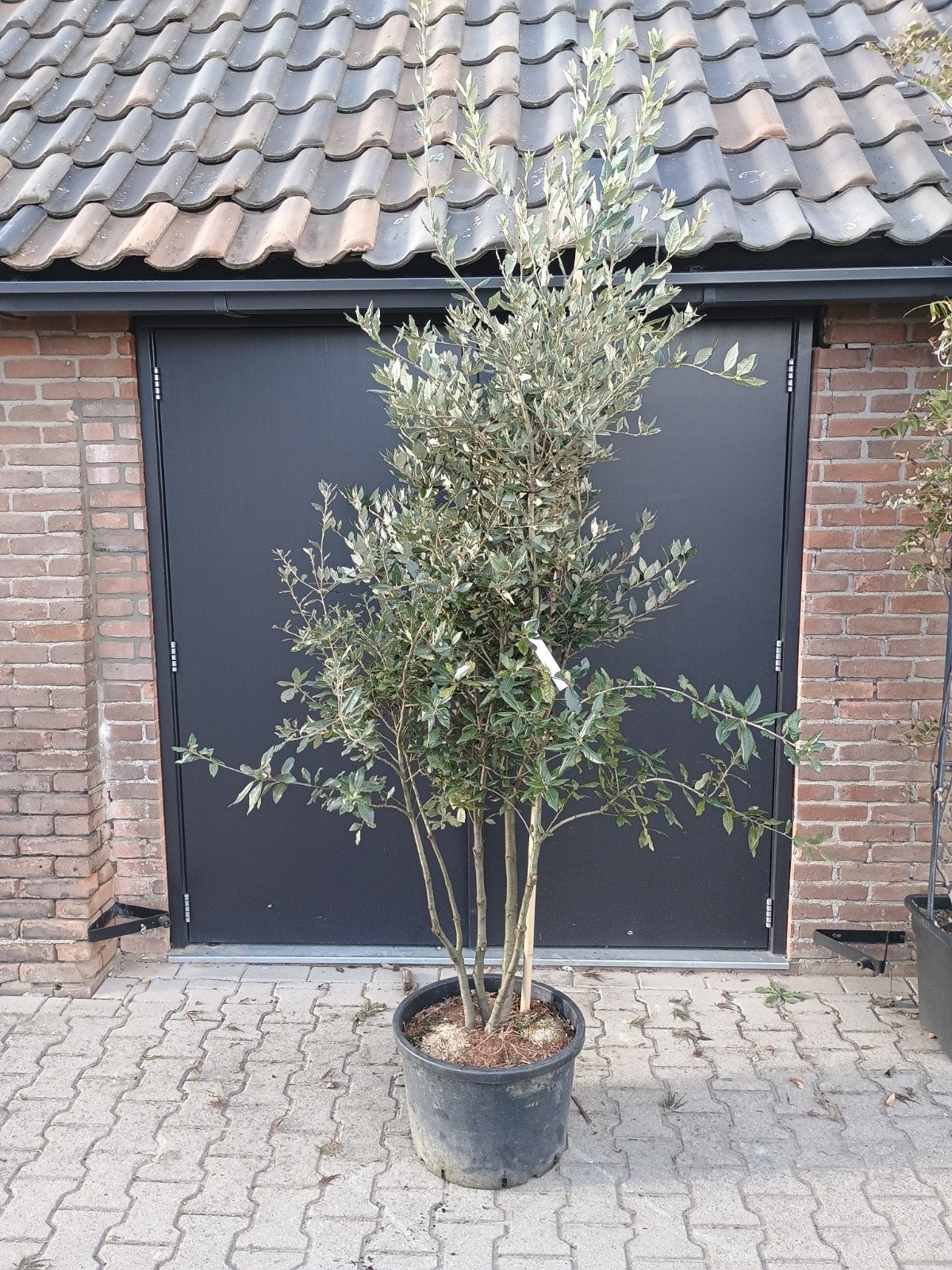 Steeneik meerstammig in pot, Bloeit niet, Overige soorten, 100 tot 250 cm, Ophalen