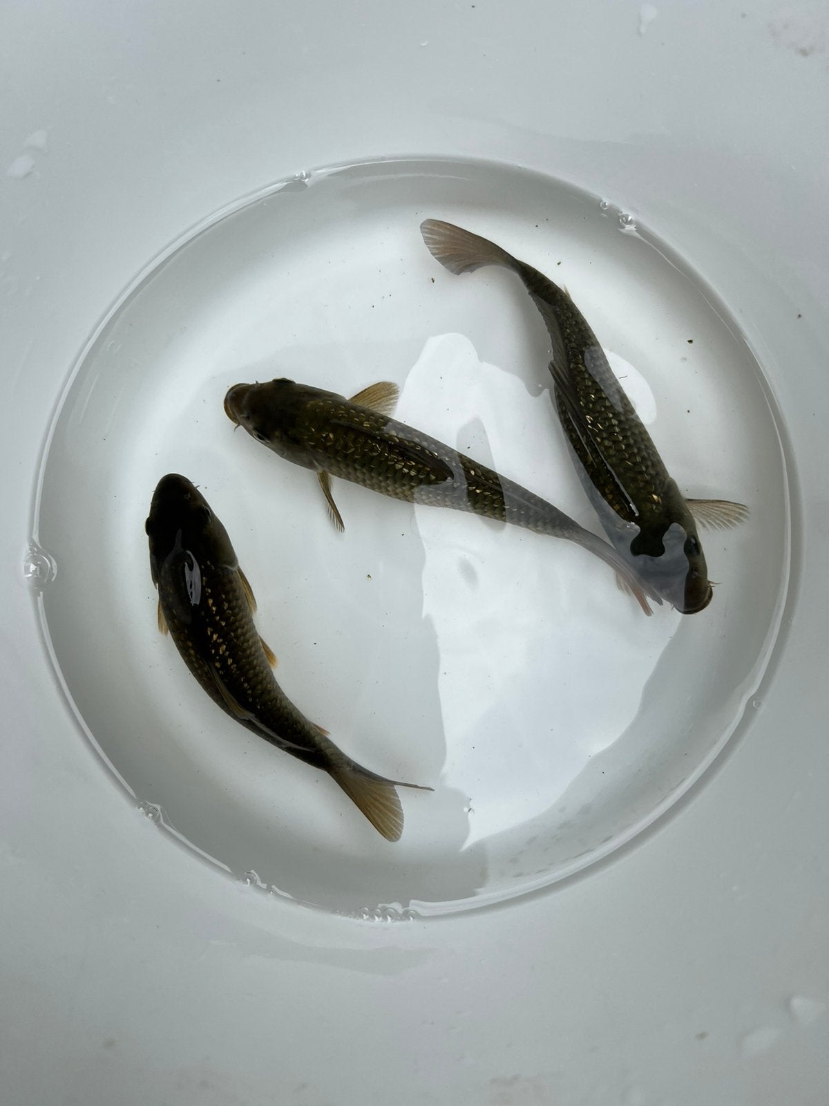 HQ Tosai 1jaar oud Ginrin Chagoi / karashigoi 16-18 cm atm, Karper of Koi