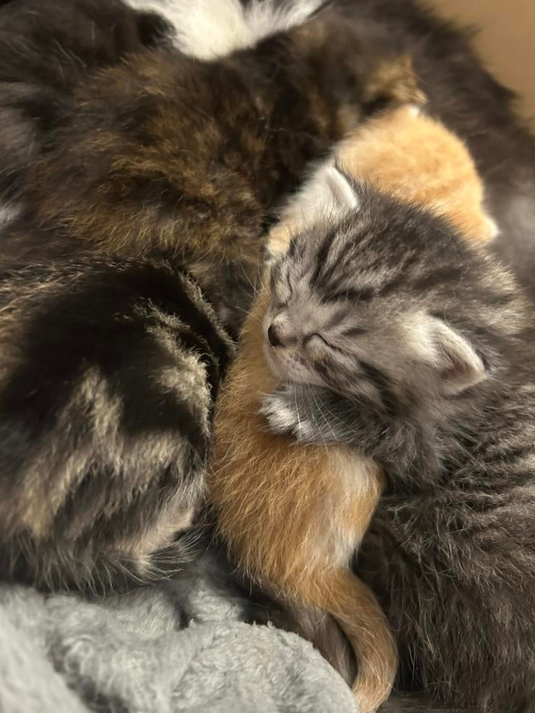 Super lieve langharige kittens kruising britse korthaar, Dieren en Toebehoren, Katten en Kittens | Raskatten | Langhaar, Kater