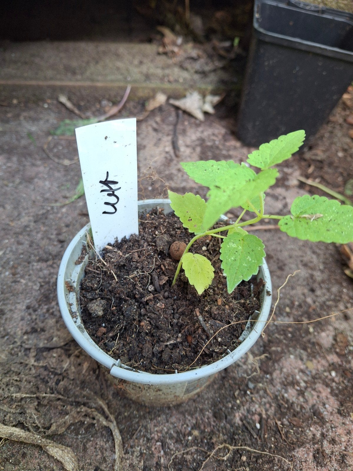 Dropplant wit, Ophalen of Verzenden, Minder dan 100 cm, Overige soorten, Zomer