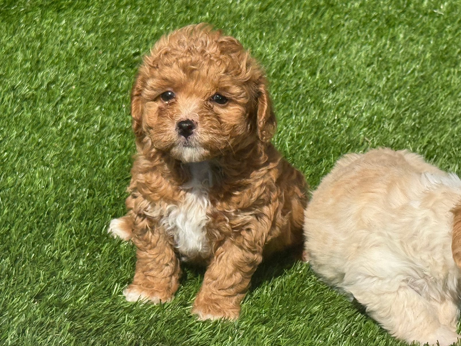 Super mooie maltipoo dwergpoedel x maltezer pups, Dieren en Toebehoren, Nederland, Overige rassen, 8 tot 15 weken, CDV (hondenziekte)