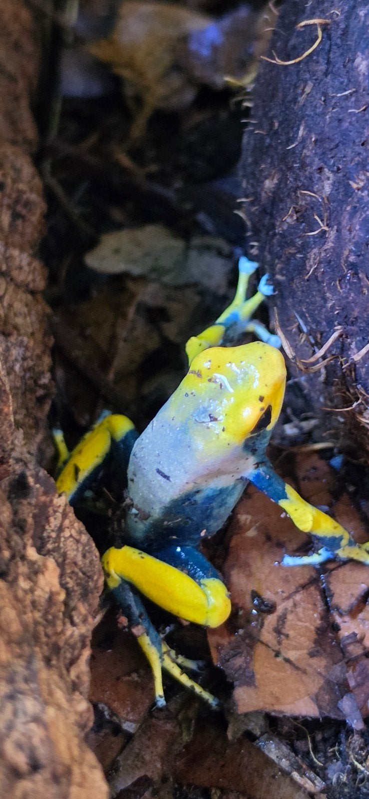pijlgifkikker Frog photo 2